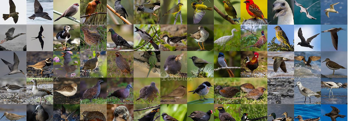 Les oiseaux de La Réunion dans ma galerie photos