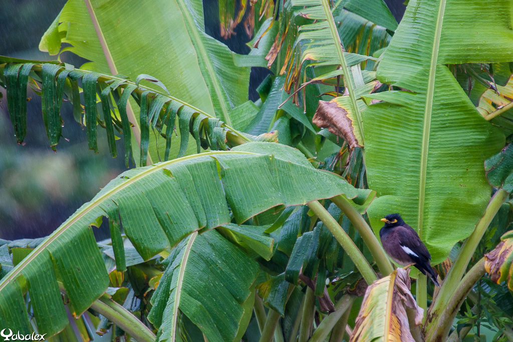 Les oiseaux et les cyclones - Faune de La Réunion - Yabalex photo