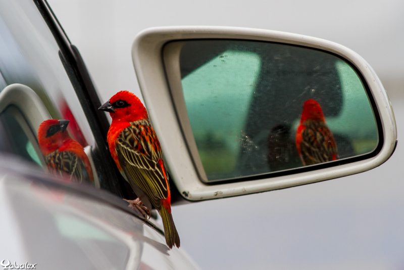 cardinal qui tape sur une vitre