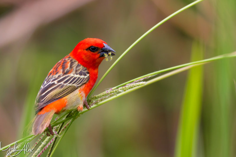 cardinal - male rouge - foudi de Madagascar - Yabalex
