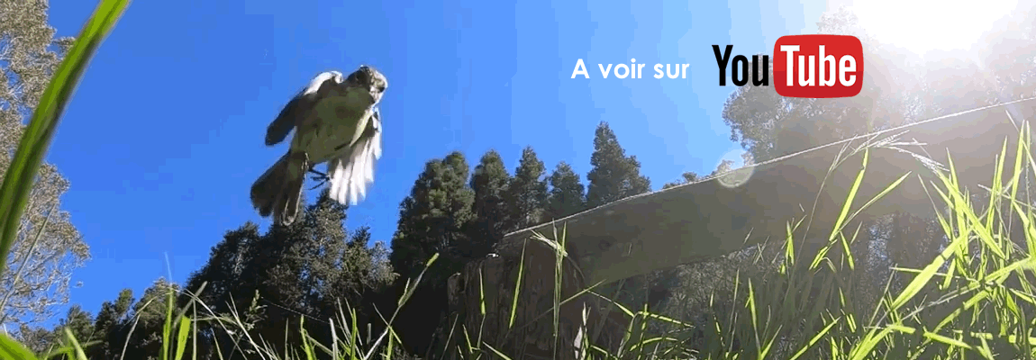 Les oiseaux de La Réunion en vidéo