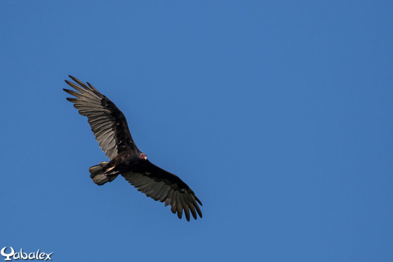 Urubu de la famille des vautours - Yabalex