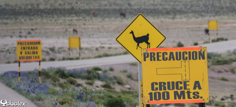 On connait le panneau : traversé de kangourou en Australie, ici c'est pour les lamas