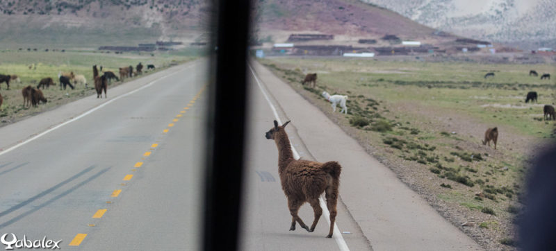 Effectivement, les lamas traversent la route