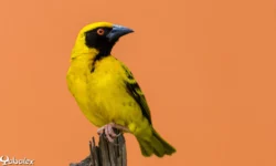 tisserin gendarme à La Réunion