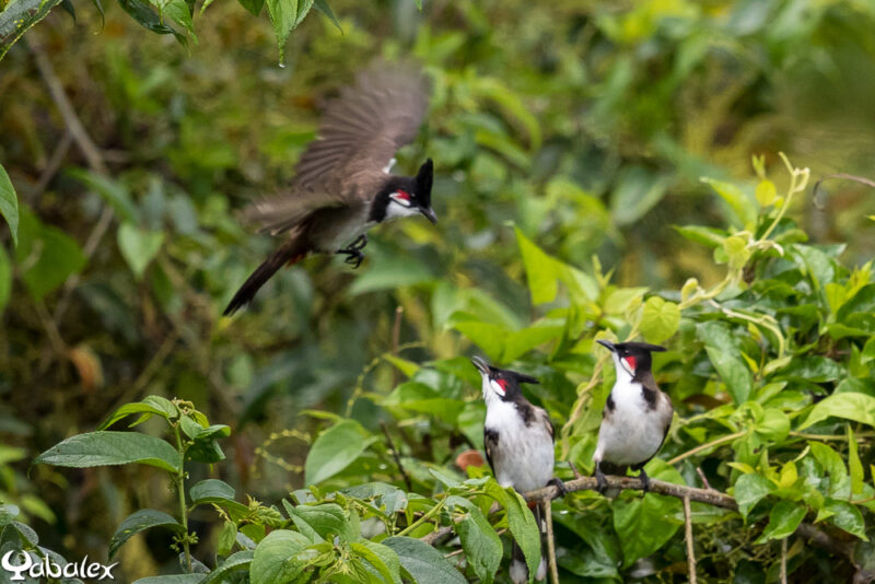 famille de bulbul orphée - Yabalex