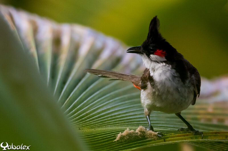 bulbul orphée à La Réunion - Yabalex