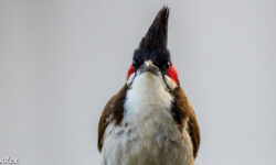 merle maurice, bulbul orphée