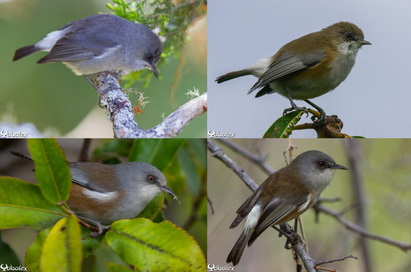 4 morphes oiseau lunettes gris - zosterops réunion - Yabalex