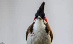 bulbul orphée à La Réunion - Yabalex