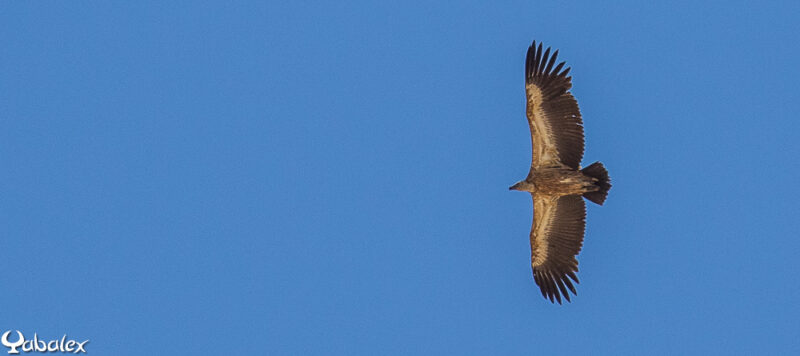 Vautour fauve