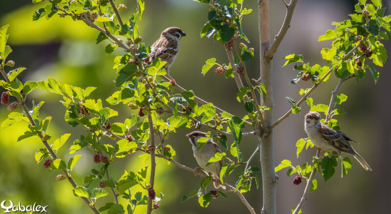 Moineau friquet - yabalex