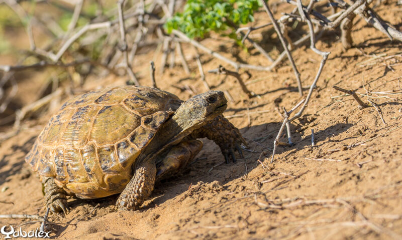 Tortue de Horsfield