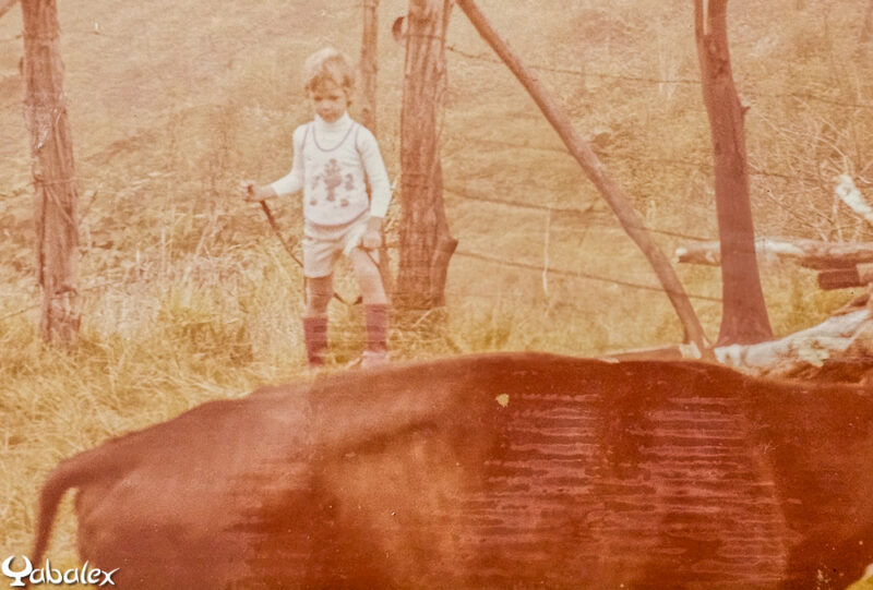 Yabalex à 6 ans avec les vaches à La Chaloupe Saint-Leu