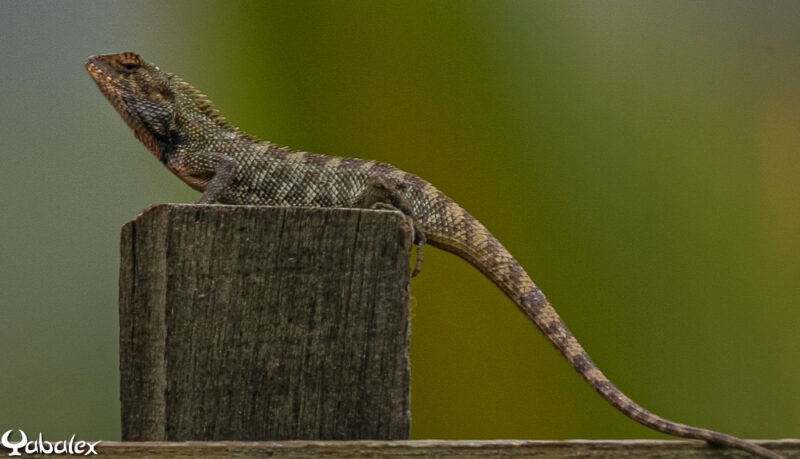 Agame arlequin ou Calotes versicolor - yabalex