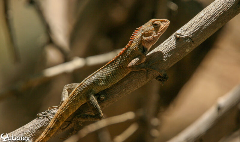 Agame arlequin ou Calotes versicolor - Yabalex