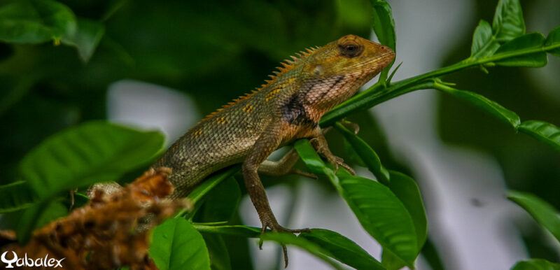 Agame arlequin ou Calotes versicolor