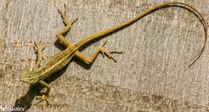 Agame arlequin ou Calotes versicolor

