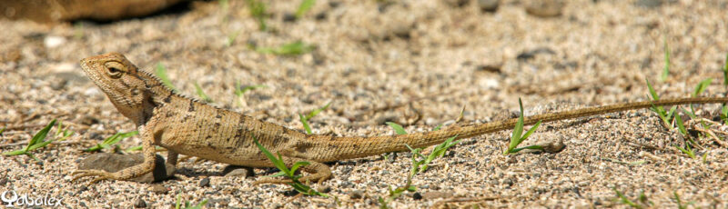 Agame arlequin ou Calotes versicolor couleur sable - yabalex