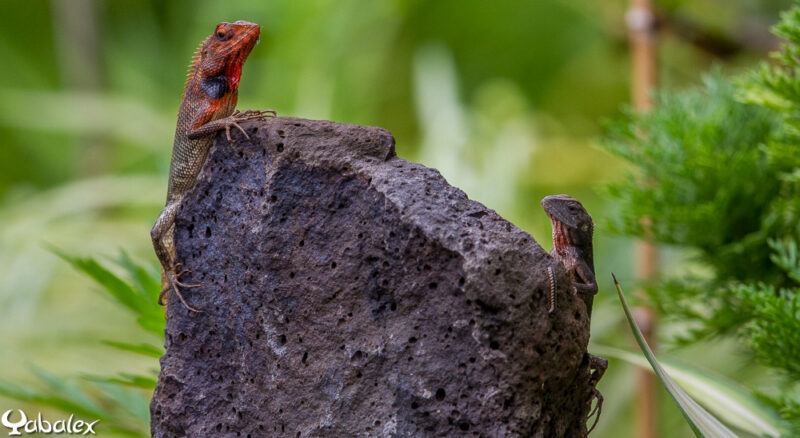 Agame arlequin ou Calotes versicolor deux sur le rocher - Yabalex