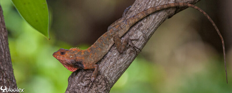 Agame arlequin ou Calotes versicolor