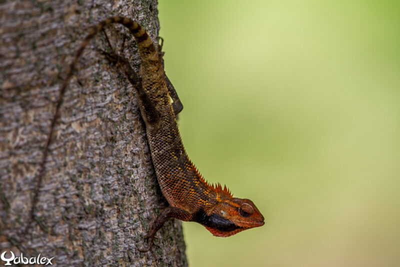 Agame arlequin ou Calotes versicolor