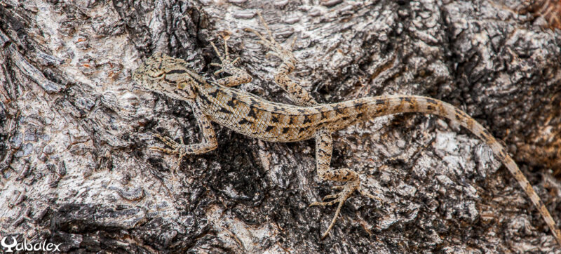 Agame arlequin ou Calotes versicolor