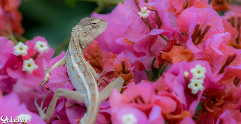 Agame arlequin ou Calotes versicolor