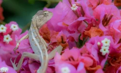 Agame arlequin introduit à La Réunion