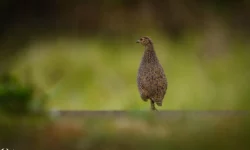 perdrix de Madagascar à La Réunion - Yabalex