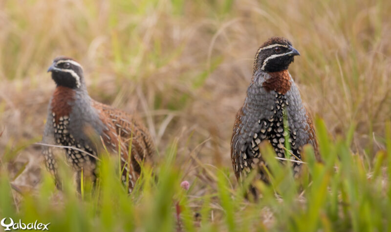 Perdrix de Madagascar (Margaroperdix madagarensis) mâle - Yabalex