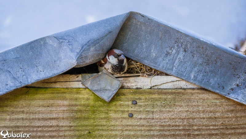 On peut dire que ce moineau s'est trouvé un toit