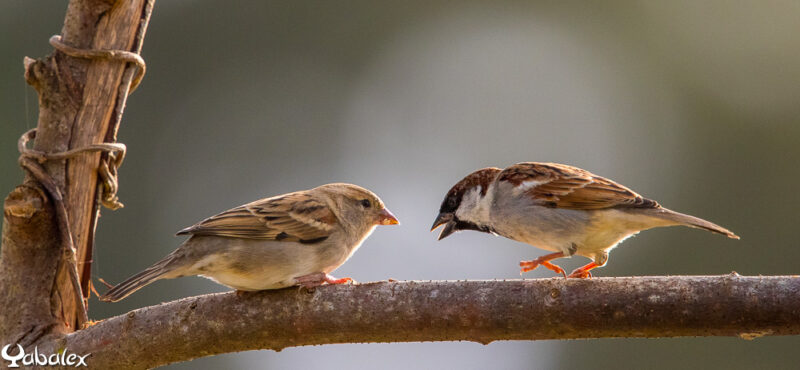 femelle et male moineau - Yabalex