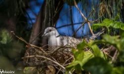 tourterelle rieuse sur son nid à La Réunion - Yabalex