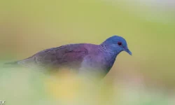 tourterelle malgache à La Réunion - Yabalex