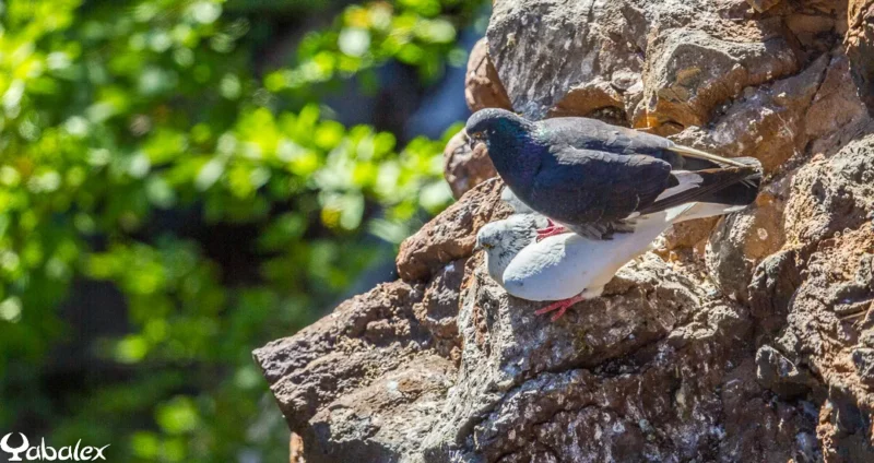 Accouplement de pigeon sur une paroi rocheuse