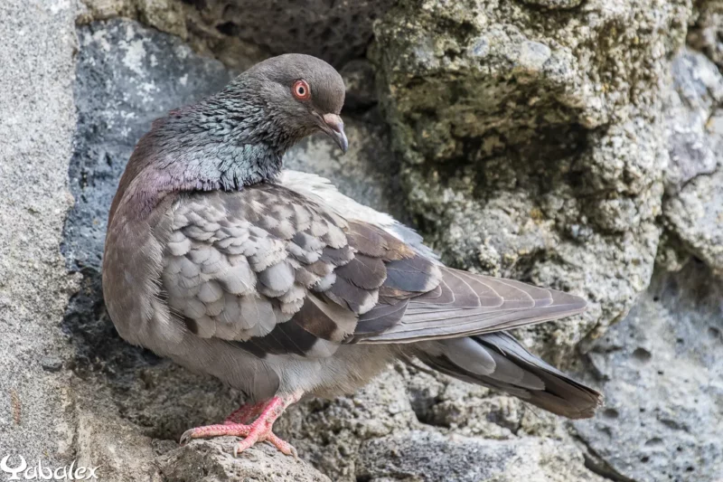 Pigeon sur un mur au Port - Yabalex