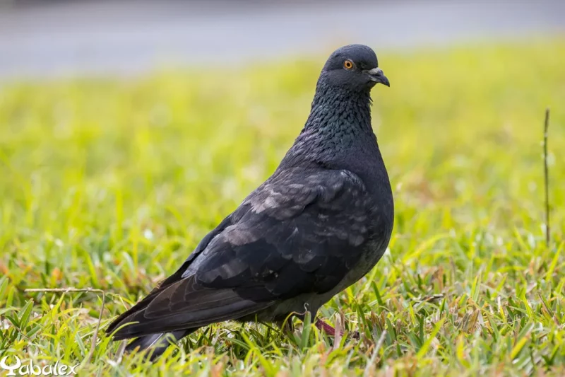 pigeon à La Réunion au Jardin de l'État