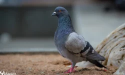 Pigeon domestique en ville à La Réunion - photo Yabalex