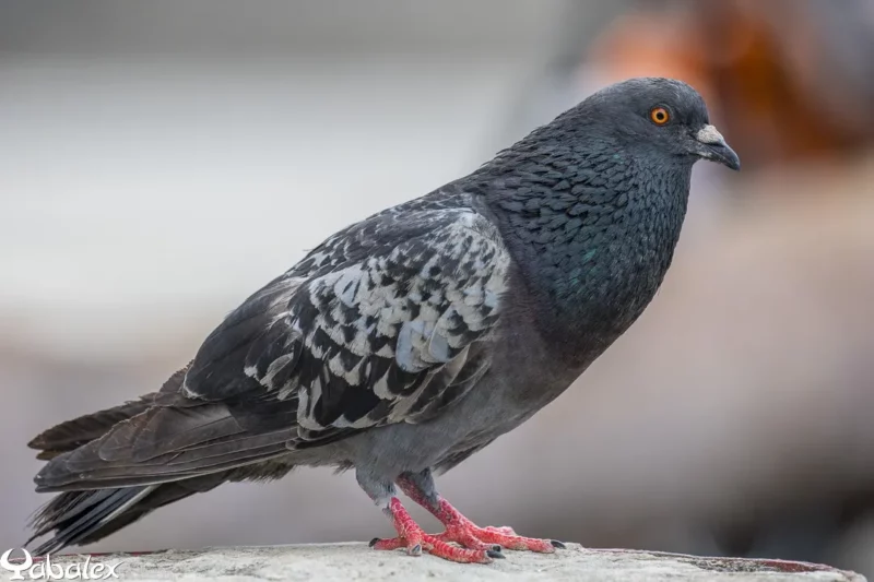 Un mâle pigeon avec son jabot gonflé pour la séduction