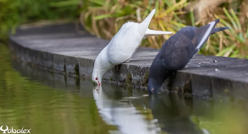 2 pigeons buvant de l'eau du bassin de Mascarin Jardin Botanique à Saint-Leu