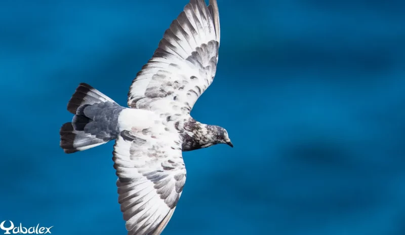 pigeon de biset en vol - Yabalex