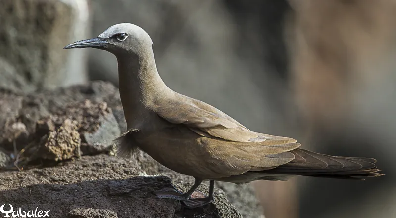 Noddi brun dit Macoua