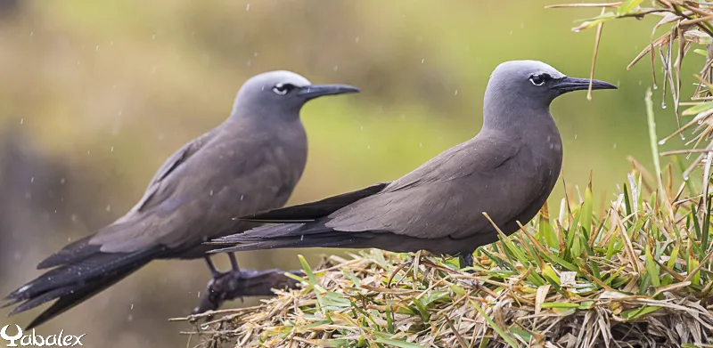 noddi brun à la réunion - yabalex