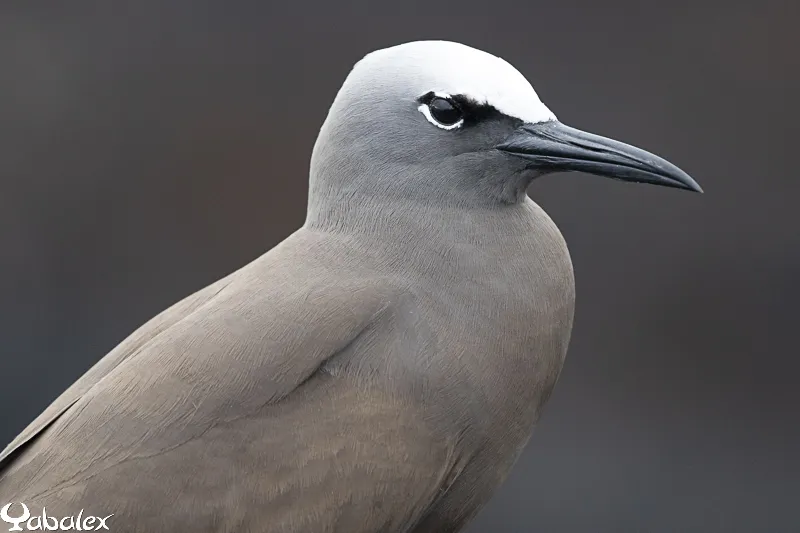 Noddi brun - Yabalex