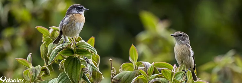 tec-tec male et femelle