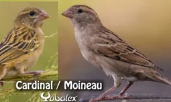 foudi de madagascar vs moineau domestique femelle