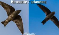hirondelle et salangane