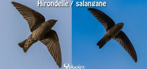 hirondelle et salangane
