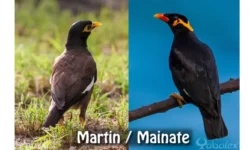 martin triste et mainate religieux